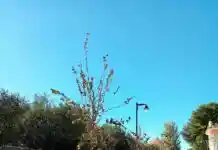 Parcs i Jardins d’Ontinyent executa la proposta ciutadana per generar més ombra urbana