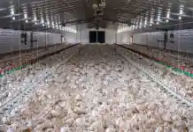 Llutxent registra el primer focus de Newcastle en aus de corral a Espanya des de 2022