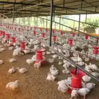 Nou brot de Newcastle a Ràfol de Salem obliga al sacrifici de milers d’aus