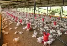 Detectat un nou focus de malaltia de Newcastle al Palomar, el cinqué a la Vall d’Albaida