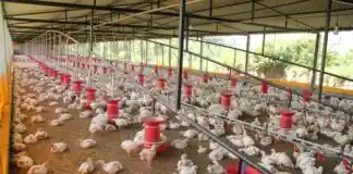 Nou brot de Newcastle a Ràfol de Salem obliga al sacrifici de milers d’aus