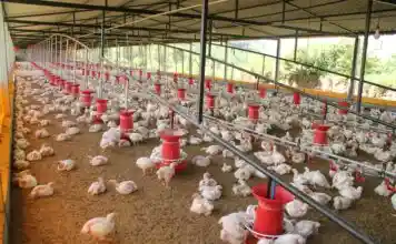 Detectat un nou focus de malaltia de Newcastle al Palomar, el cinqué a la Vall d’Albaida