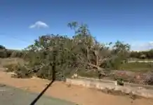 Ràfegues de fins a 94 km/h provoquen caigudes d’arbres i xapes a Ontinyent