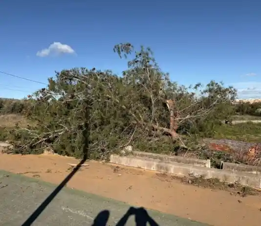 Ràfegues de fins a 94 km/h provoquen caigudes d’arbres i xapes a Ontinyent