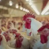 La Generalitat destina 637.622 euros per frenar la malaltia de Newcastle a explotacions avícoles de la Vall d’Albaida