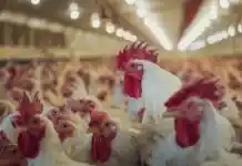 La Generalitat destina 637.622 euros per frenar la malaltia de Newcastle a explotacions avícoles de la Vall d’Albaida