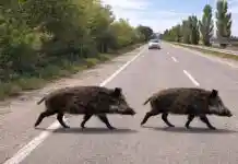 El terme d’Ontinyent tindrà vigilància contínua de senglars fins al setembre amb càmeres i trampes selectives