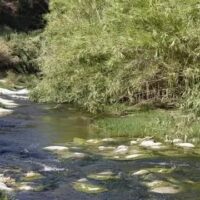 L’Arrel alerta d’un possible abocament de la depuradora d’Aielo al riu Clariano
