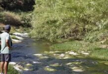 L’Arrel alerta d’un possible abocament de la depuradora d’Aielo al riu Clariano