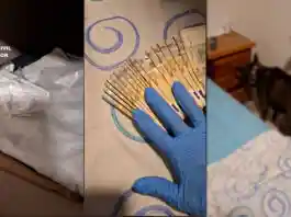 Intervenen 1,2 quilos de cocaïna i més de 9.000 euros en una casa de Castelló de Rugat