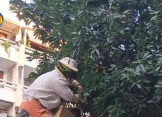 Els Bombers d’Ontinyent retiren un rusc d’abelles d’un arbre de la via pública 845682342_1128139696260563_5789943425072404073_n