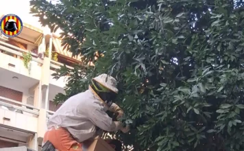 Els Bombers d’Ontinyent retiren un rusc d’abelles d’un arbre de la via pública 845682342_1128139696260563_5789943425072404073_n