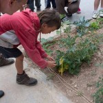 Xiquets instal·len insectes per combatir plagues